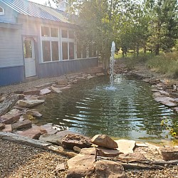 Ponds with goldfish