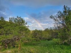 Access to forest wilderness