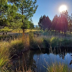 18 holes of pasture golf